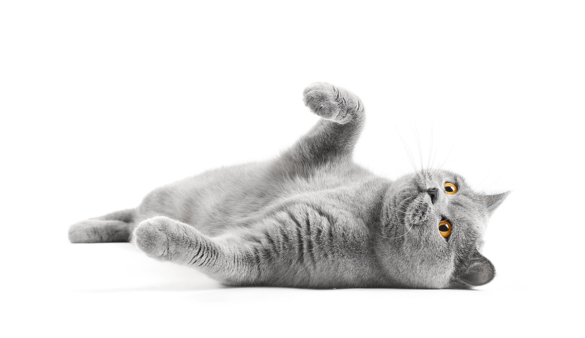 Satisfied,British,Cat,Lies,On,A,White,Background,With,A rendlesham_cat_sitter