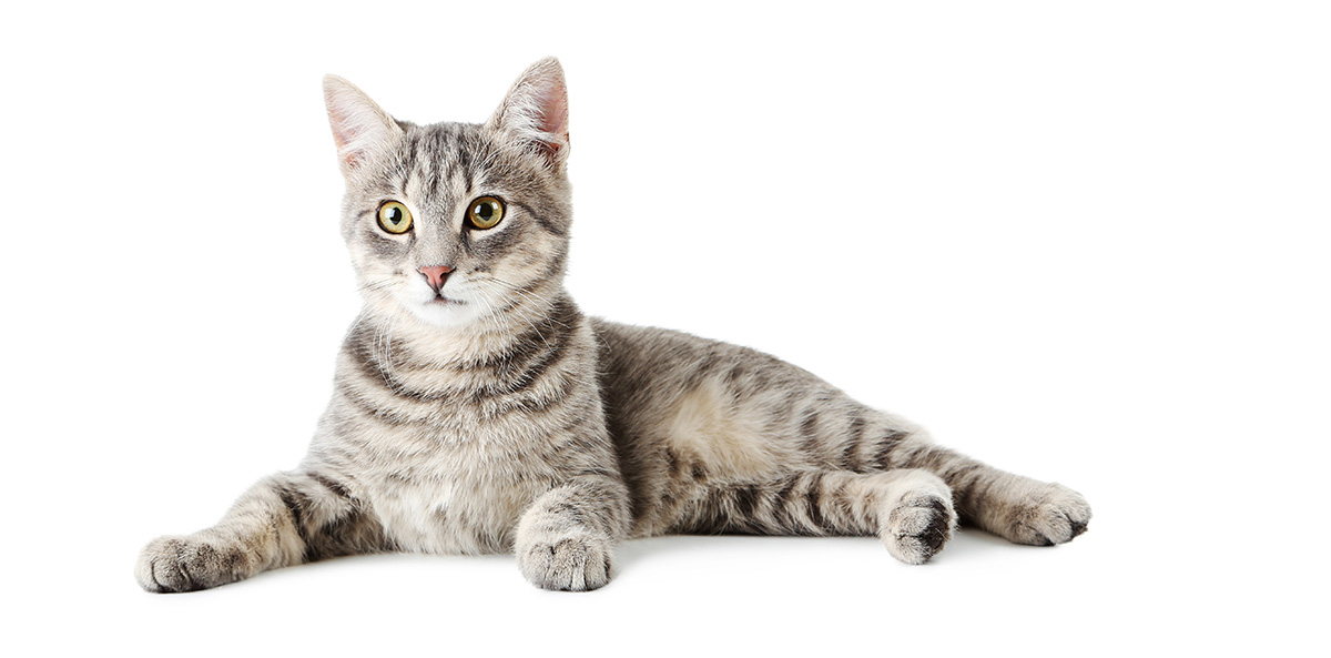 Beautiful,Grey,Cat,Isolated,On,A,White rendlesham_cat_sitter